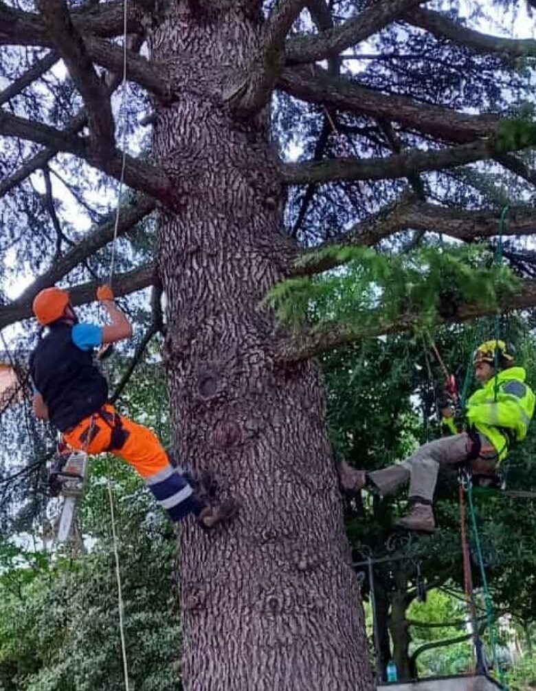 abbattimento ableri tree climping reggio emilia abbattimento ableri tree climping reggio emilia