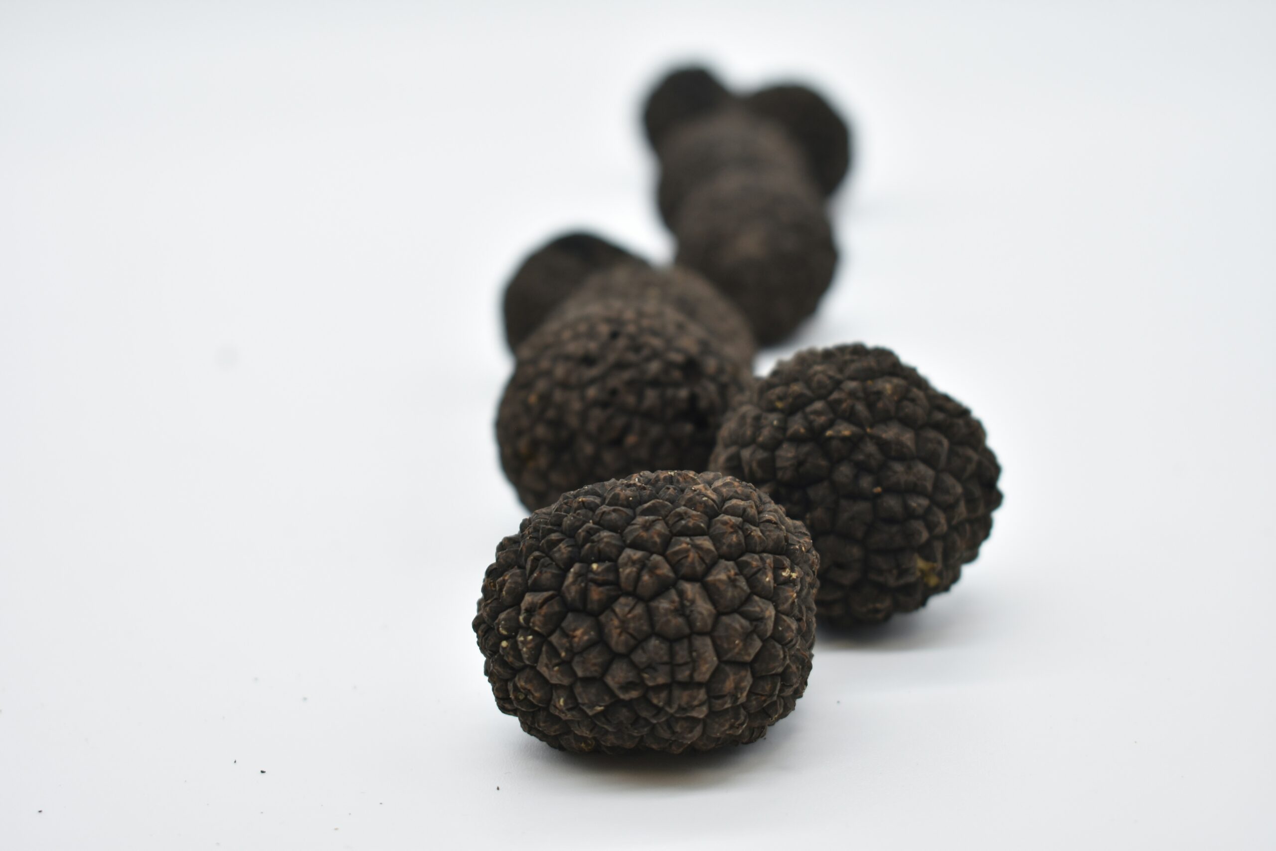 Tartufo nero estivo